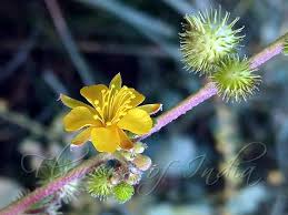 Image result for Triumfetta