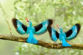 صور طيور جميلة خلفيات طيور حب Hd Beautiful Birds Most Beautiful Birds Beautiful Bird Wallpaper