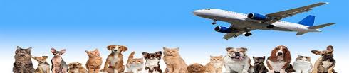 Promising you the best of pet relocation services in uk, most of the pet travel agents are now also accredited with iata live animal regulations so as to make your pet's transportation an easier and. Export Pets Services Pet Relocation Transportation Uk Pet Travel Specialists Agents Uk Hire Best Pet Relocation Transportation Export Pets Services Uk At Competitive Prices