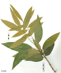 Image result for Lepisanthes senegalensis