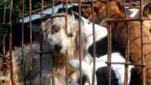 Check spelling or type a new query. The Countries Where People Still Eat Cats And Dogs For Dinner Bbc News