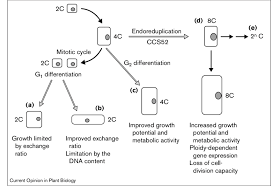 Maybe you would like to learn more about one of these? Different Options For Cell Growth During Differentiation Upon Download Scientific Diagram