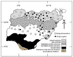Image result for Striga aspera