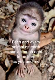 Lessons From The Universe With Jennifer Hall Animals Animal Planet Animals Wild