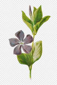 vinca minor vinca major botany botanical illustration botanical flowers watercolor painting leaf png pngegg vinca minor vinca major botany