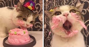 Depois só procurar o filme completo. Pastel Para Gatos Por Que Agosto Es El Mes De Los Gatos Cat Facts Funny Cats Birthday Cake For Cat