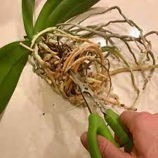 Repotting should only occur after the phalaenopsis orchids. How To Repot An Orchid An Illustrated How To Guide