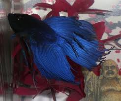 Betta Fish Awareness Day Betta Fish Care Tail Biting A Troublesome Self Infliction