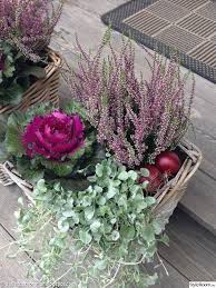 Sieht Schon Fur Den Hauseingang Aus Mit Erika Heidekraut Und Zierkohl Dekorieren Zierkohl Herbstblumen Pflanzen