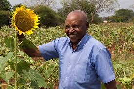 Peat pots in particular often dry out and block off root growth. How To Grow Giant Sunflower Stalks Kenya Markets Trust