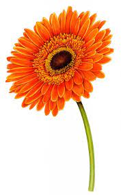 Pin On Flowers