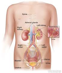 Name the organs of the urinary system, and list their general functions. Urinary System Child Anatomy Image Details Nci Visuals Online