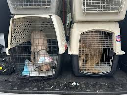 One of A Kind Pet Rescue added...