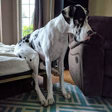 Smith (or, you know, straight up porn—no shame in that). Here Is River Showing Off The Classic Dane Sit Why Sit On The Hard Floor When You Can Sit On The Couch Greatdanes