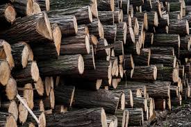 Maybe you would like to learn more about one of these? Black Locust Lumber For Sale Ultimate Guide Black Locust