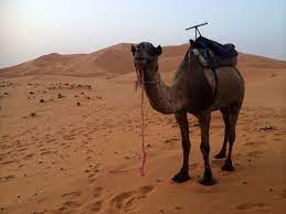 Sahara, largest desert in the world. Camel Trekking In Sahara Desert Of Morocco Ride Camels In Merzouga