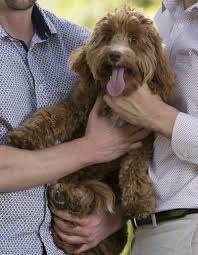 Australian Labradoodle Dog Breed Information And Pictures