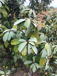 Image result for Englerophytum