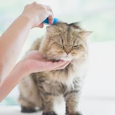 Sudah bukan rahasia umum lagi jika kucing persia memang kucing khusus yang bahkan untuk makanananya sendiri harus diperhatikan apakah sudah bagus untuk bulu dan kesehatannya atau belum. 9 Tips Merawat Bulu Kucing Agar Sehat Dan Tidak Mudah Rontok Ragam Bola Com