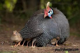 Beginners Guide To Keeping Guinea Fowl