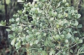 Image result for Ficus craterostoma