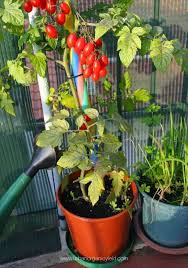 (one of the worst watering how to water container gardens. How Much And How Often To Water Tomatoes