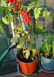 If watering is done midday water evaporates in the heat, both in the air and from the topsoil, and not as much is absorbed by the plant. How Much And How Often To Water Tomatoes