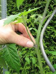 Das ausgeizen ist bei den paprika umstritten. Tomaten Paprika Und Auberginen