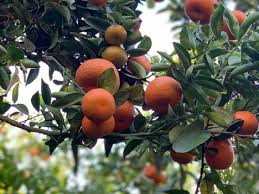 To save money at the super market, you can plant bearing size fruit trees in your orchard. Morocco Faces Tough Citrus Season