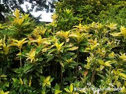 Image result for Eranthemum laxiflorum