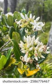 Image result for Gaertnera