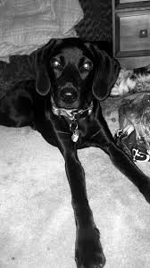 Black And Tan Coonhound Labrador Retriever Mix Pretty Girl Redbone Coonhound Chocolate Lab Mix Redbone Coonhound Chocolate Lab Mix Coonhound