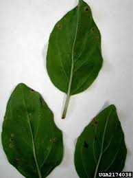 Mint rust is a disease caused by the fungus puccinia menthae. Mint Rust Fungus Tips For Controlling Mint Rust