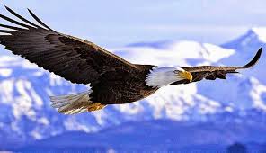 Lang merah bersaiz antara 43 hingga 51 cm. Gambar Lukisan Burung Helang Cikimm Com