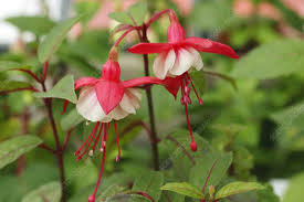 They are most known for the powerful guillotine fist skill, which has uses in mvp, pvp and woe scenarios. Fuchsia Fuchsia White General Monk Stock Image B810 0982 Science Photo Library