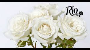Southern Floral Company Inc Flower Trends Forecast