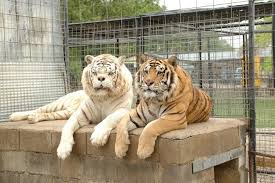 This Is Why No One Should Ever Breed White Tigers Pet Tiger Animals Animals Beautiful