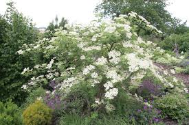 Holunder Pflanzen Pflege Und Tipps Mein Schoner Garten