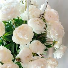 Phytophthora blight — this is less common than botrytis blight but can be more devastating. Paeonia Bowl Of Cream White Flower Farm