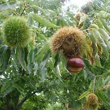 Most people find the smell of the flowers inoffensive but even if you don't like it. American Chestnut Tree Nutrition Facts American Chestnut Health Benefits