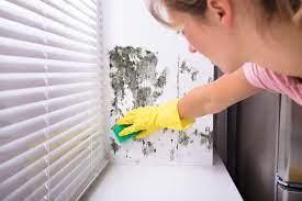 I have been removing the wallpaper from a. How To Get Rid Of Mold On Walls Permanently Oh So Spotless