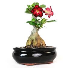 Desert Rose Bonsai