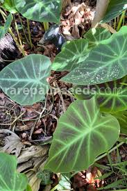 Image result for Remusatia