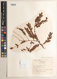 Image result for Dalbergia bracteolata