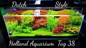 Alle wichtigen infos über den dutch style. Neue Pflanzen Im Hollandaquarium Dutch Style Update Tag 38 Youtube