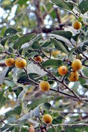 Image result for Diospyros abyssinica
