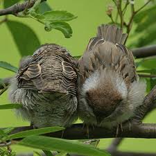 When considering how to keep pigeons/doves away from bird feeders, two solutions come to mind. Nesting And Roosting Birdnote