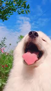 cute dog video dog dogs video animal animals pet pets dogs wallpaper cute dog video in 2021 cute dog wallpaper cute baby animals cute dogs