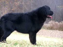 Check spelling or type a new query. Big Black Newfoundland Male Stud Dog Tuggs Youtube