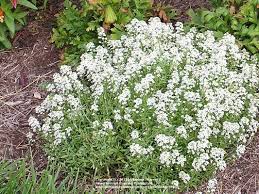 Pin On 2017 Annual Flowers In The Garden